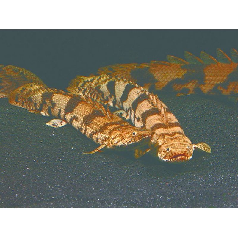 Polypterus Endlicheri 5-6cm